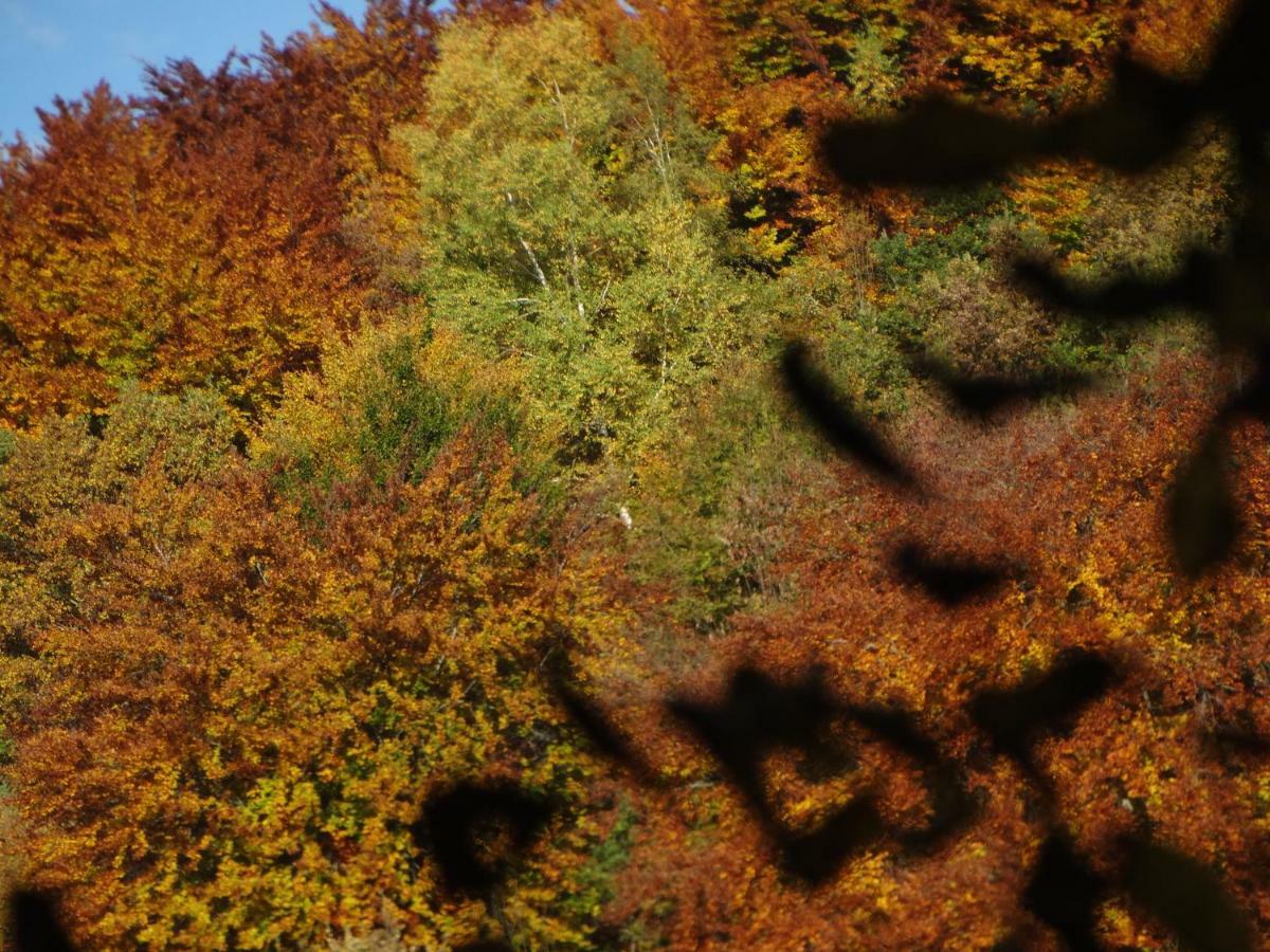 Gite Colombe Des Bois Estadens Dış mekan fotoğraf